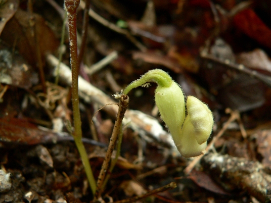 {Endodeca serpentaria}